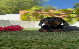 Teckel Miniatura perros en venta: TECKEL MINIATURA  - Imagen 20