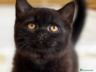 Británico de Pelo Corto gatos - Anuncio 23