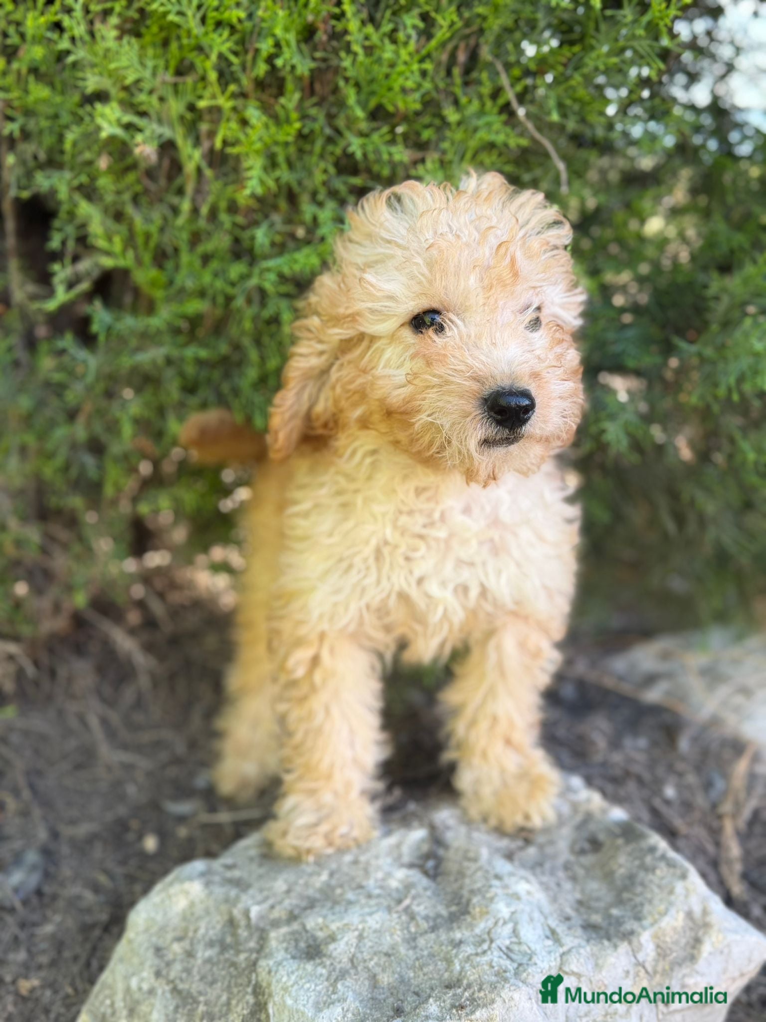 Caniche Toy perros en venta: CANICHE TOY APRICOT FINANCIADO - Anuncio 1