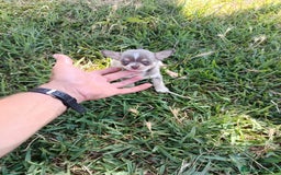 Chihuahua perros en venta: 🐶✨ Cachorros Chihuahua de Línea Exclusiva ✨🐶 - Imagen 2