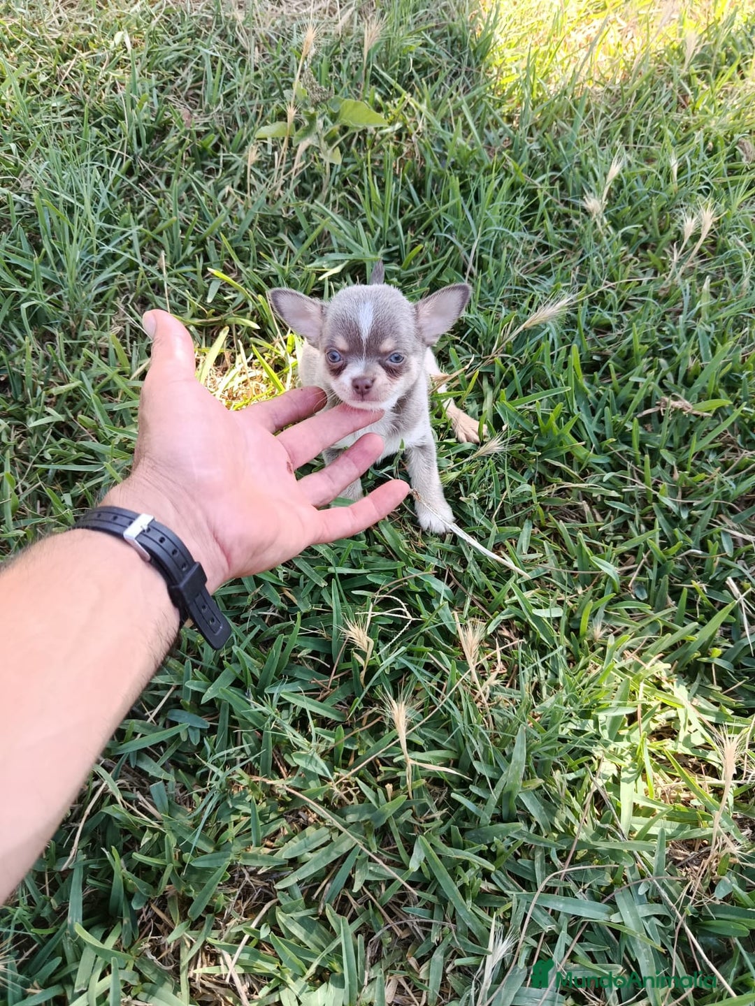 Chihuahua perros en venta: 🐶✨ Cachorros Chihuahua de Línea Exclusiva ✨🐶 - Imagen 2
