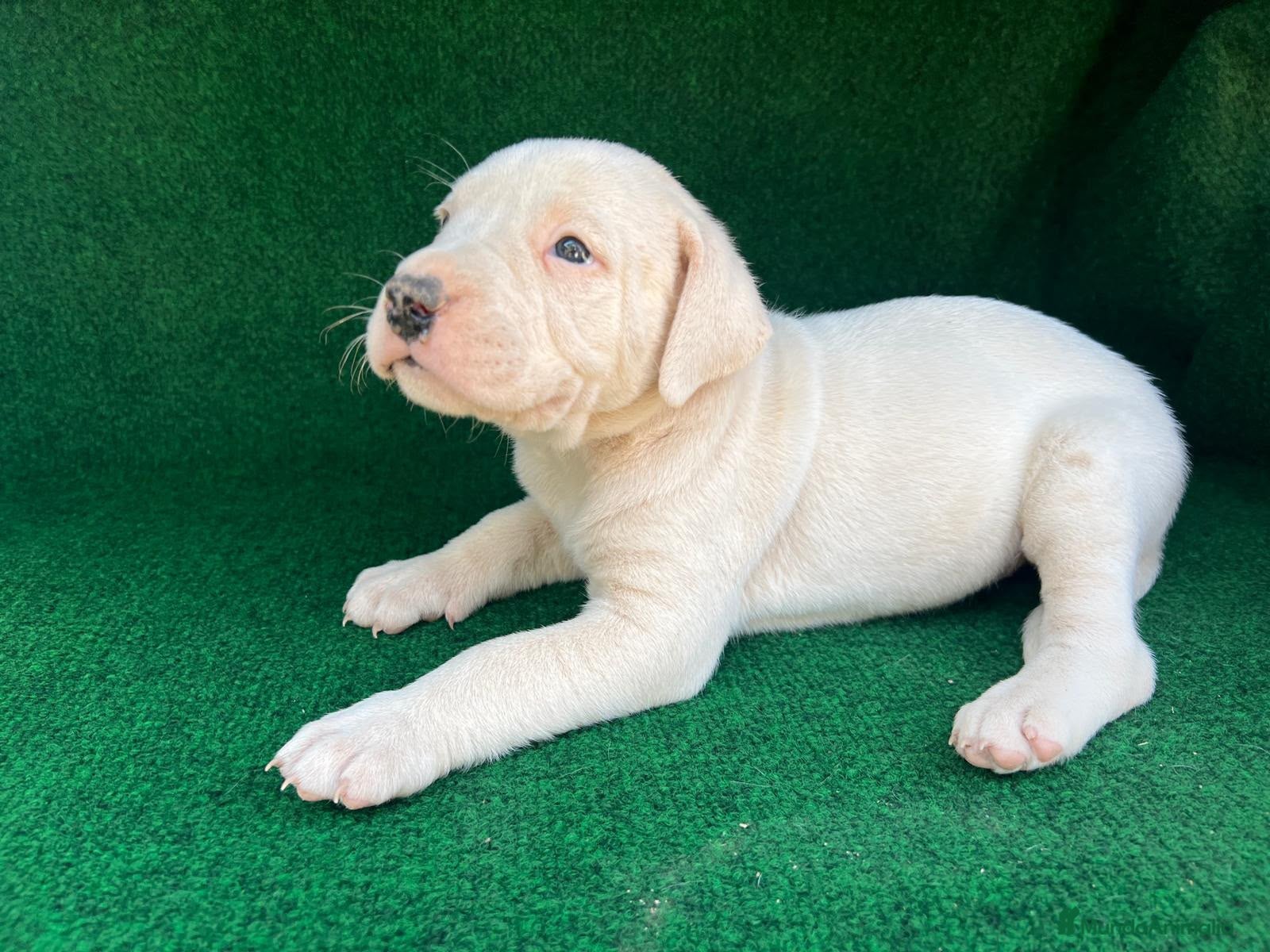 Dogo Argentino perros Dogo argentino - Anuncio 2
