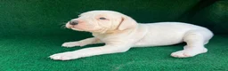 Dogo Argentino perros en venta: Dogo argentino - Anuncio 1