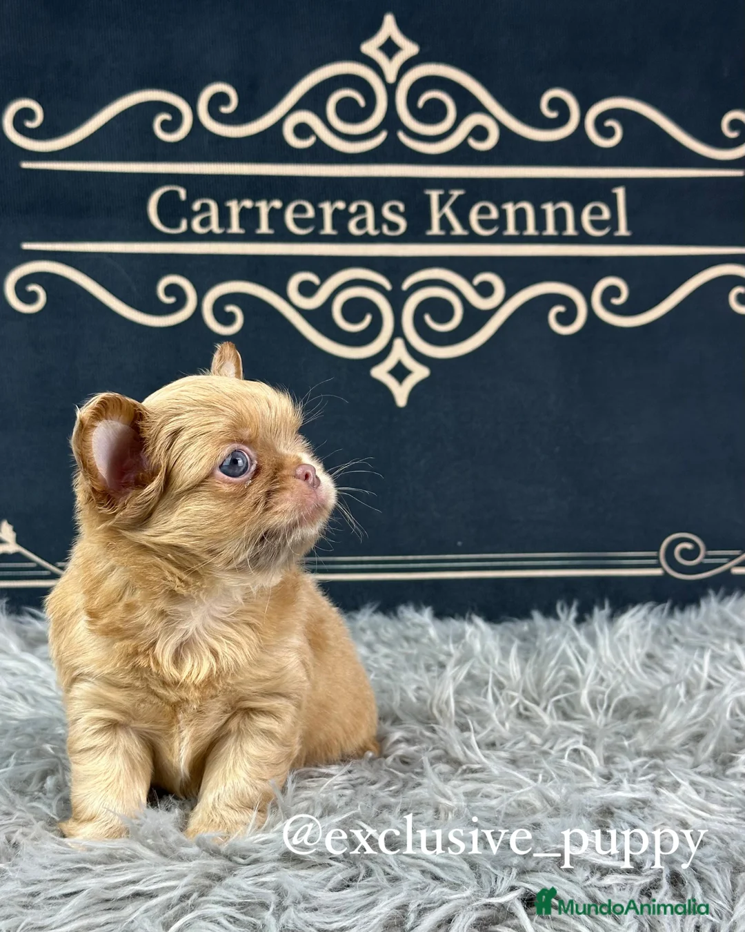 Chihuahua perros en venta: ♥️ Exclusivo Chihuahua Miniatura - Anuncio 3