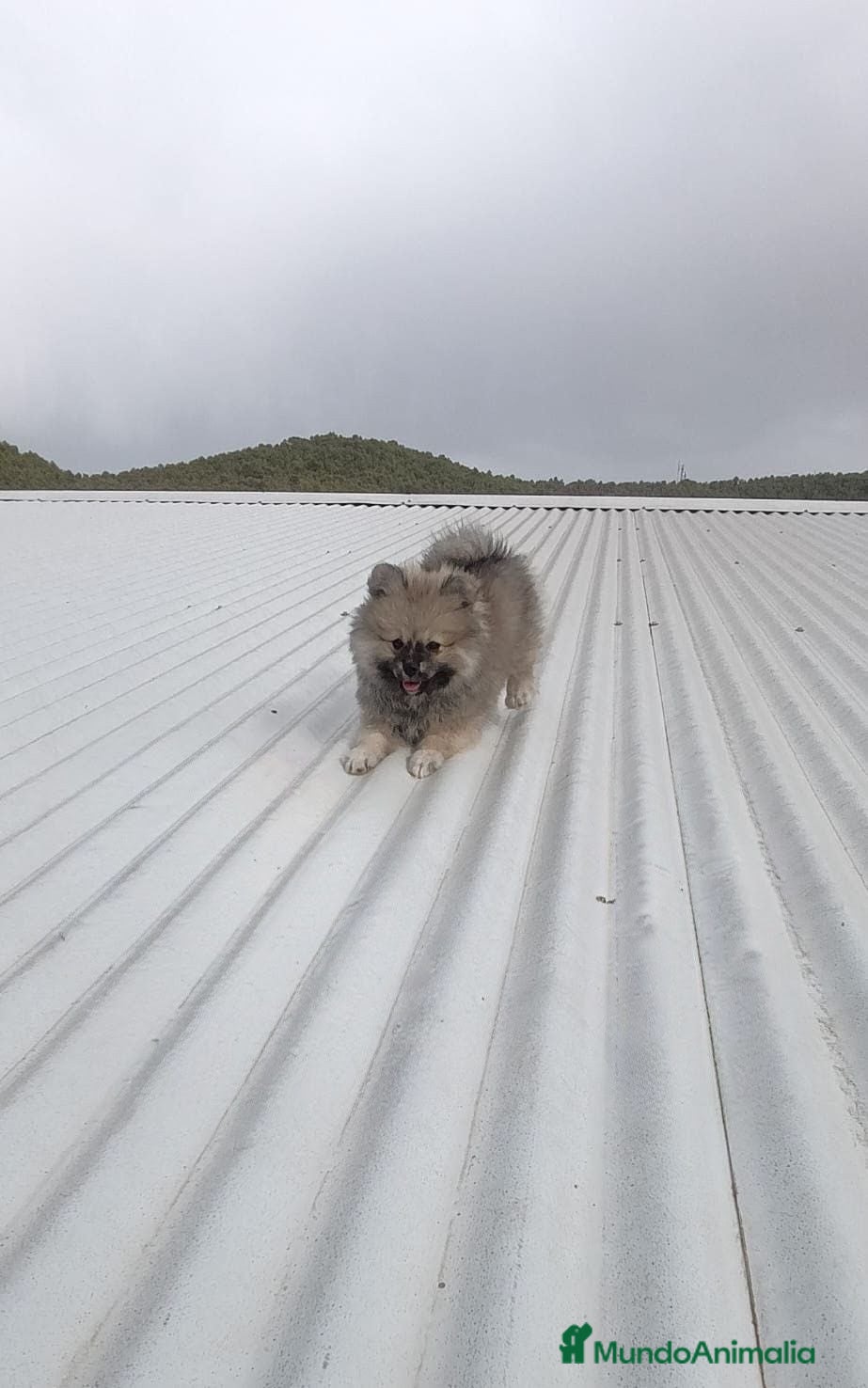 Pomerania perros OFERTA POMERANIA MACHITO DESDE 500€ - Anuncio 26