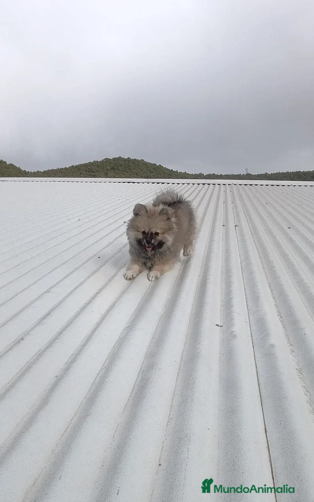 Pomerania perros en venta: OFERTA POMERANIA MACHITO - Anuncio 5