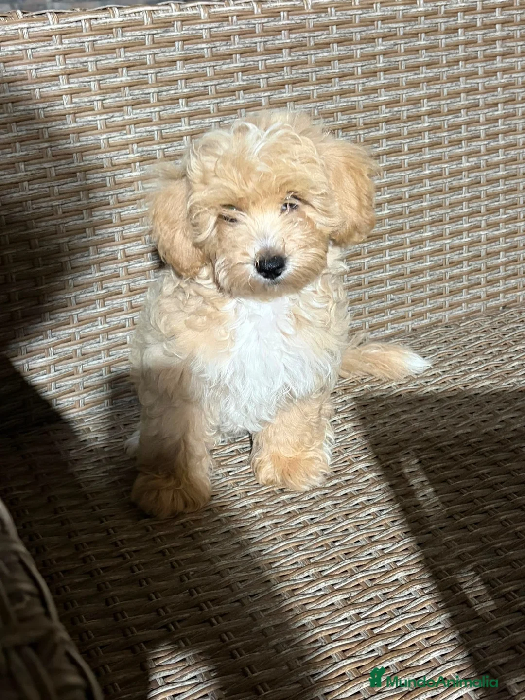 Maltipoo perros en venta: Maltipoo macho🐾 - Anuncio 2