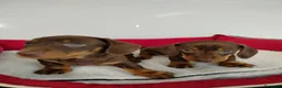 Teckel perros en venta: Teckel - Anuncio 3