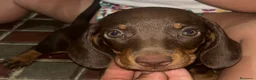 Teckel Miniatura perros en venta: Cachorrito teckel miniatura chocolate - Anuncio 1