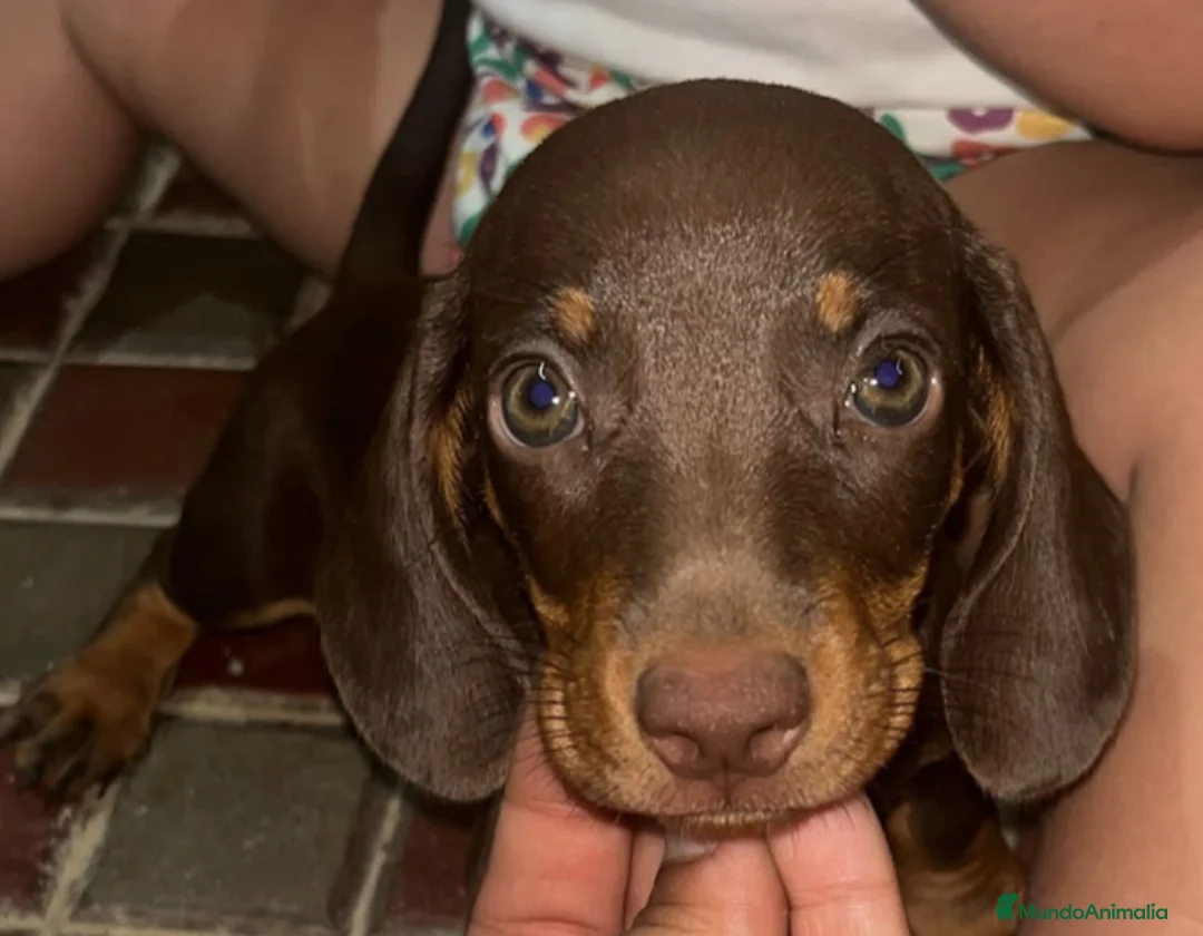 Teckel Miniatura perros en venta: Cachorrito teckel miniatura chocolate - Anuncio 1