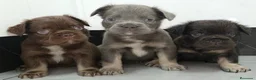 Bulldog Francés perros en venta: Fluffys bulldog  - Anuncio 4