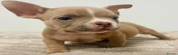 American Bully perros en venta: American Bully - Anuncio 9