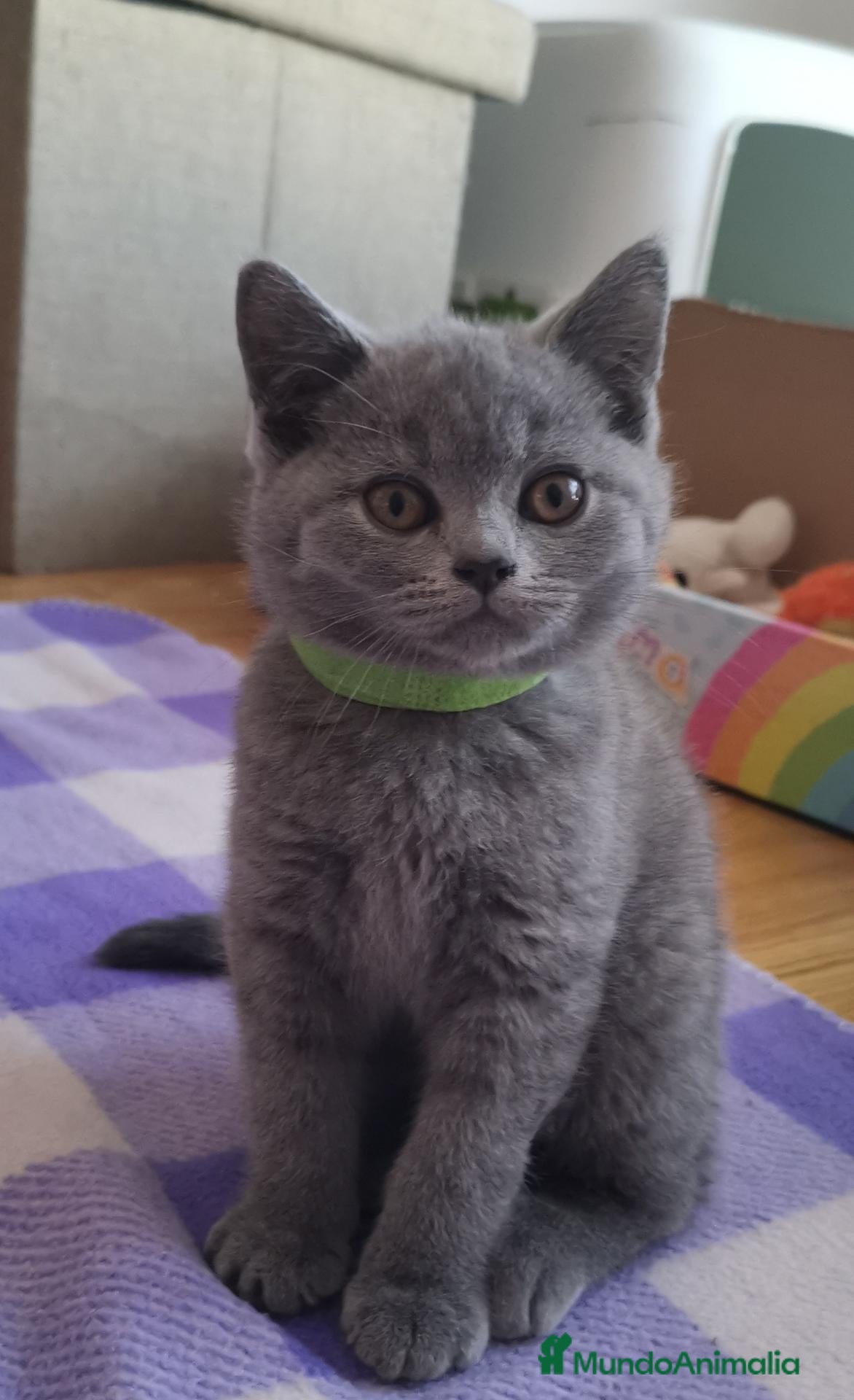 Británico de Pelo Corto Azul gatos Gatito British Shorthair  - Anuncio 1