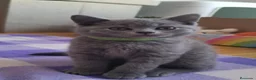 Británico de Pelo Corto Azul gatos en venta: Gatito British Shorthair  - Anuncio 1