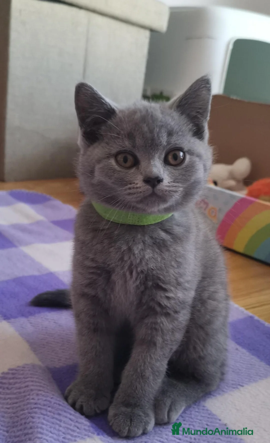 Británico de Pelo Corto Azul gatos en venta: Gatito British Shorthair  - Anuncio 1