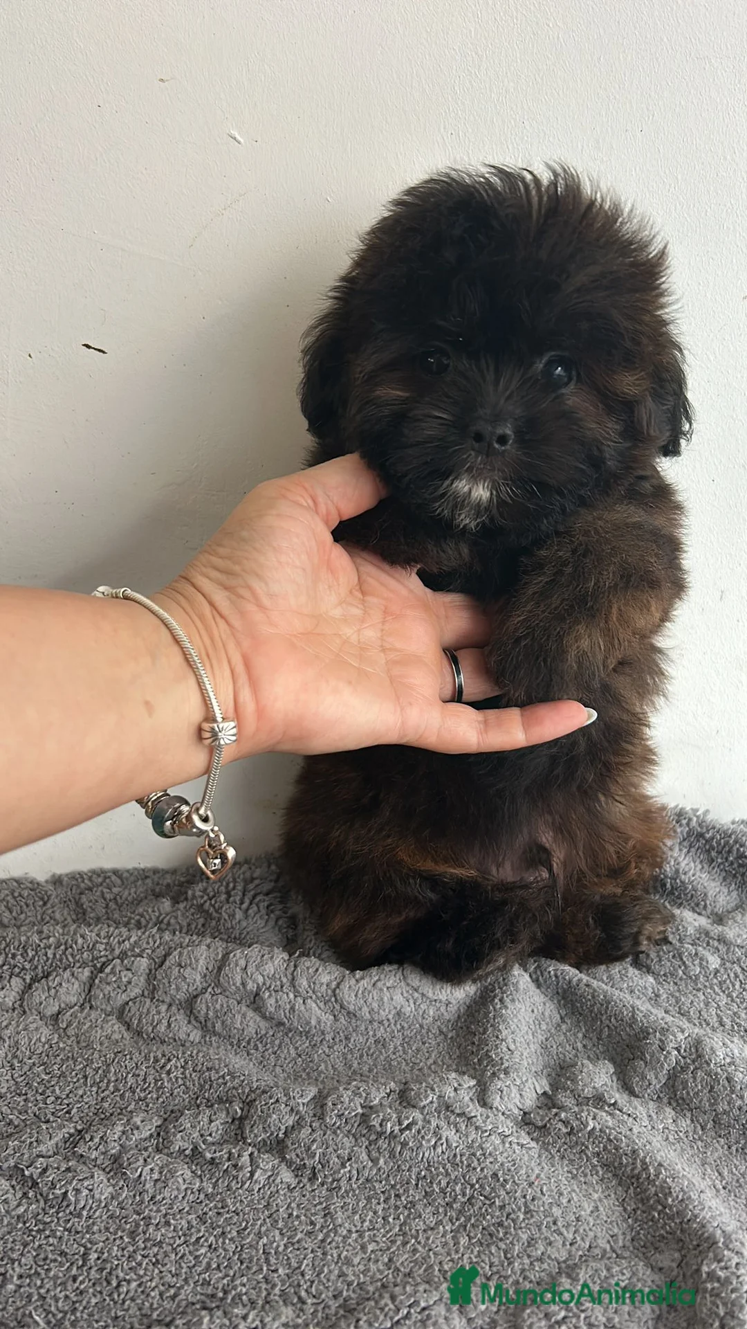 Maltipoo perros en venta: Maltipoo mini - Anuncio 2