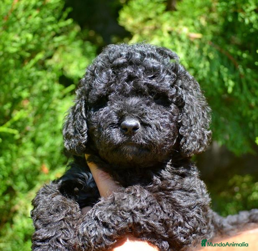 Perro de Agua Español perros en venta: Cachorro macho de perro de agua español - Imagen 8