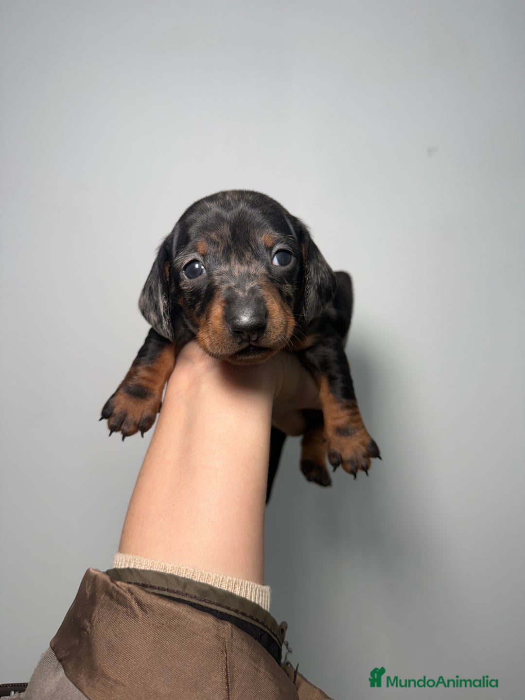 Teckel Miniatura perros en venta: Teckel Kaninchen Hembra Arlequín  - Anuncio 4