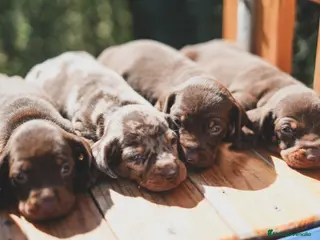Teckel Miniatura perros Cachorro de Teckel Miniatura - Anuncio 1
