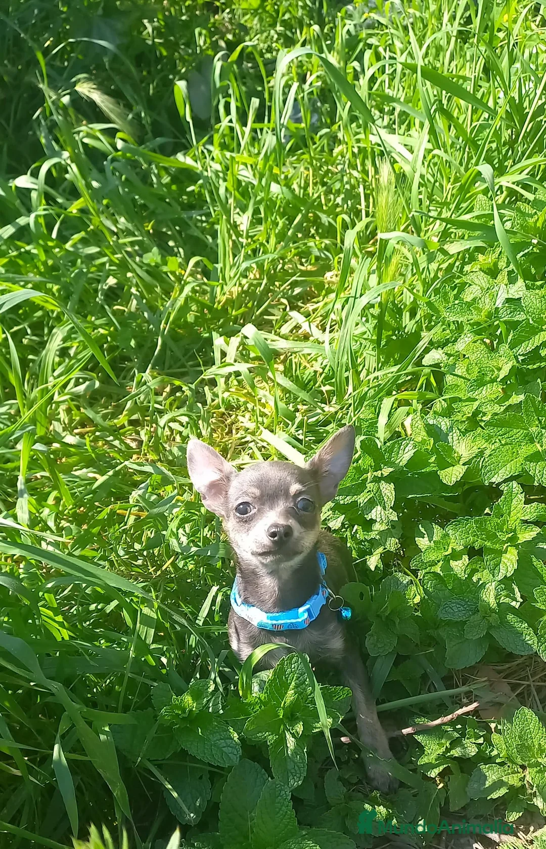 Chihuahua perros en venta: Chihuahua de 4 meses toy azul tang - Anuncio 1