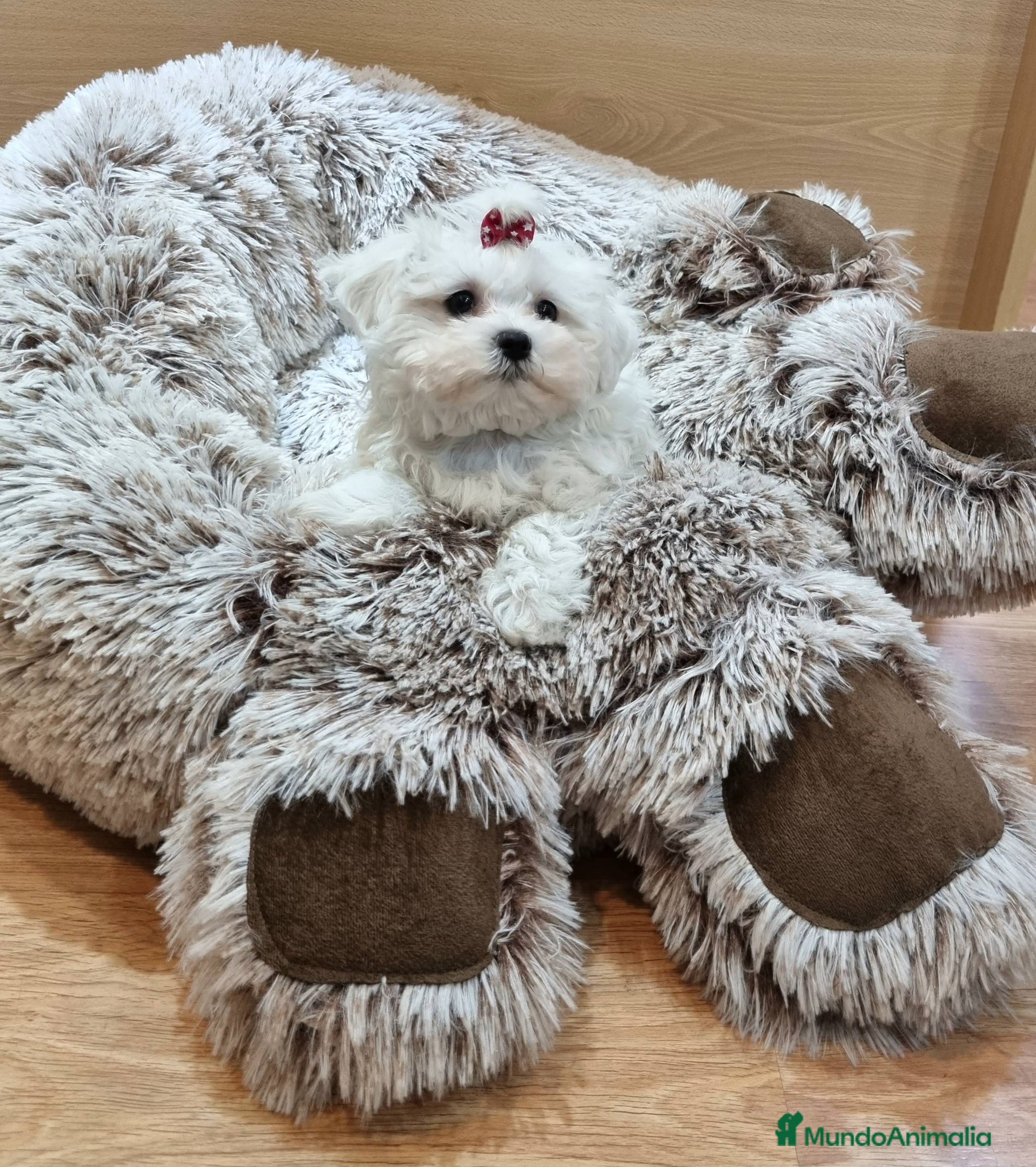 Bichón Maltés perros Cachorros de Bichón Maltés  en Barcelona - Anuncio 26