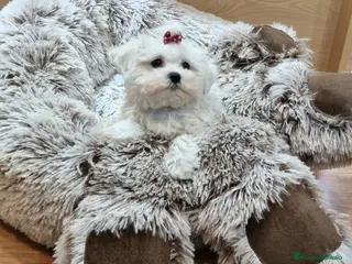 Bichón Maltés perros Cachorros de Bichón Maltés en Barcelona - Anuncio 1