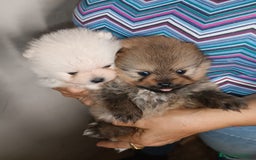 Pomerania perros en venta: POMERANIAS CHIQUITINES DESDE 800 €  - Imagen 2