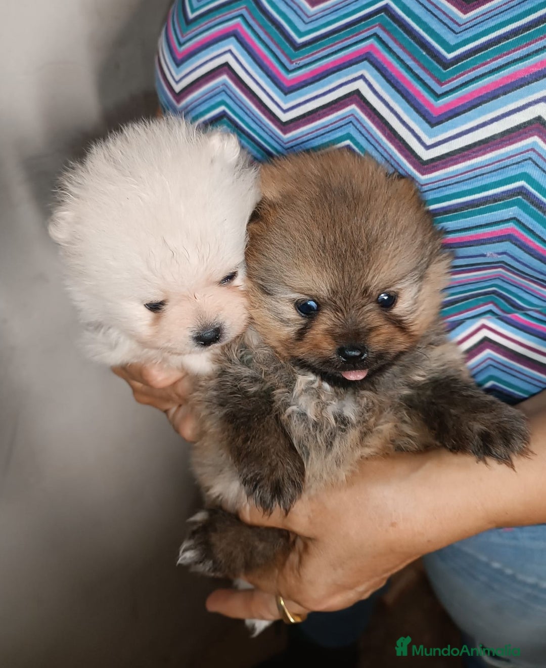 Pomerania perros en venta: POMERANIAS CHIQUITINES DESDE 800 €  - Imagen 2