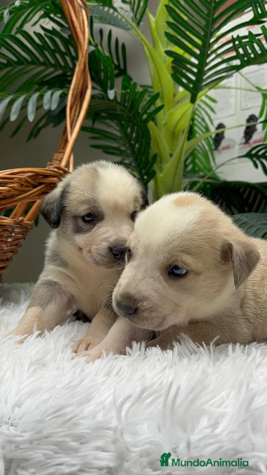 Mastín Español perros en venta: MASTIN ESPAÑOL - Anuncio 7