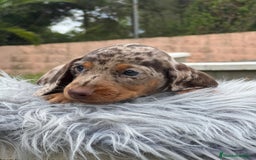 Teckel Miniatura perros en venta: TECKEL MINIATURA EXÓTICOS  - Imagen 1
