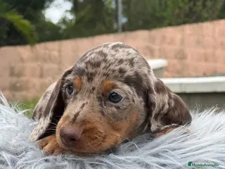 Teckel Miniatura perros TECKEL MINIATURA EXÓTICOS - Anuncio 25