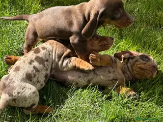 Teckel Miniatura perros CAMADA TECKEL ARLEQUÍN / CHOCOLATES - Anuncio 1