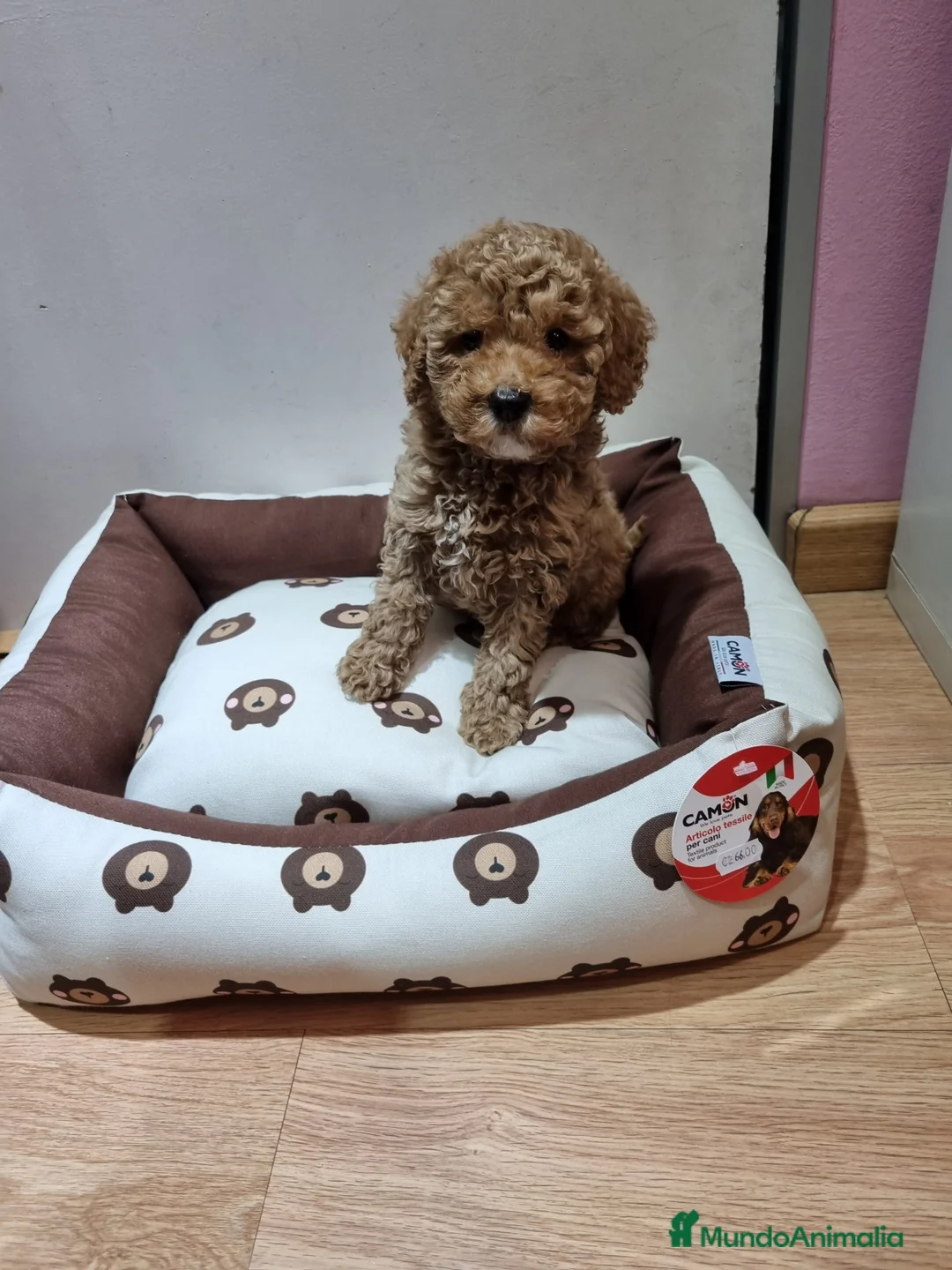 Caniche Toy perros en venta: Caniches en Barcelona - Anuncio 5
