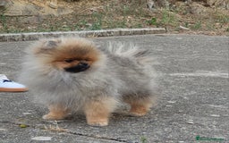 Pomerania perros en venta: Machito de calidad  - Imagen 5