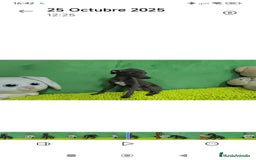 Pequeño Lebrel Italiano perros en venta: Pequeño lebrel italiano  - Imagen 3