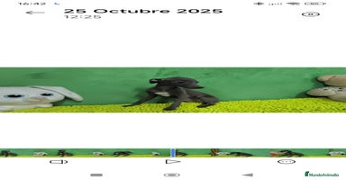 Pequeño Lebrel Italiano perros - Anuncio 1