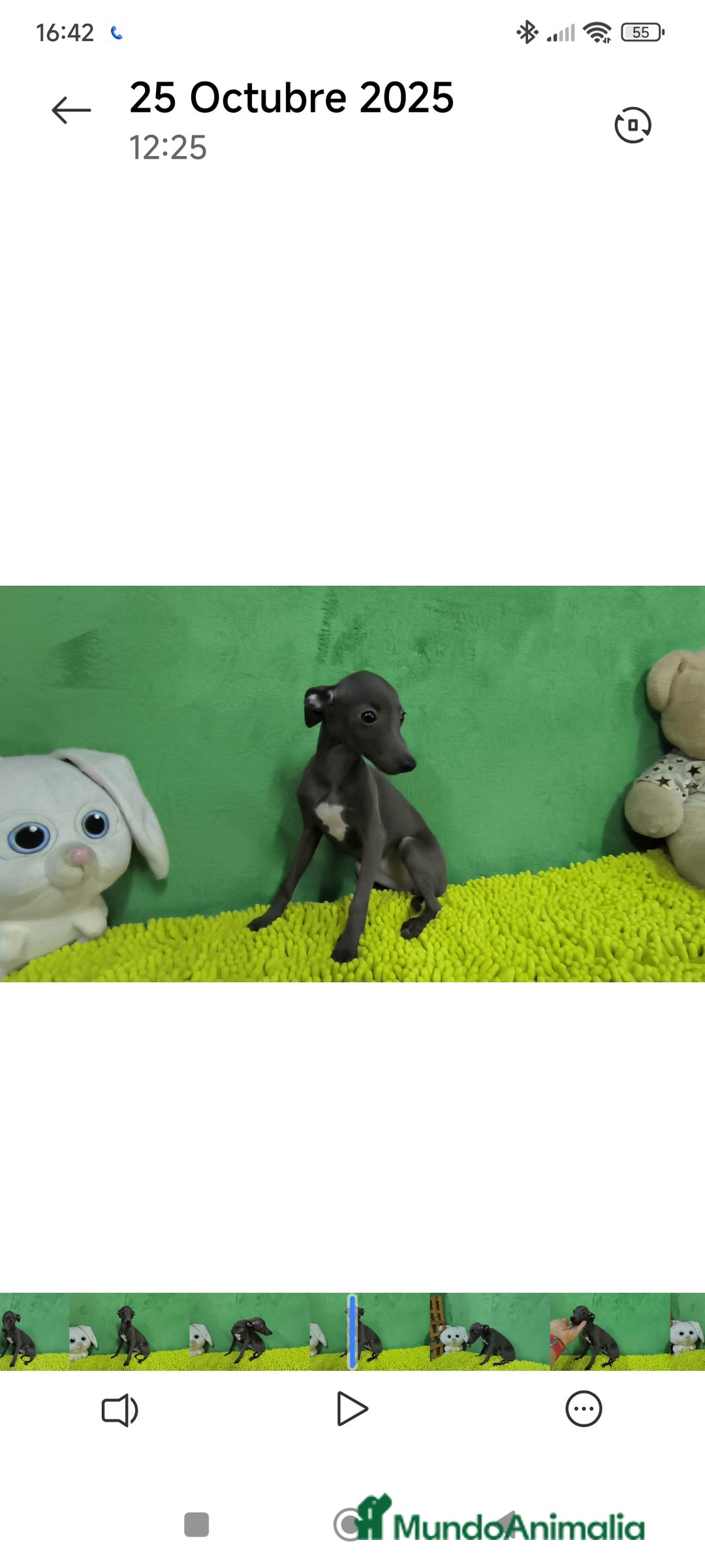 Pequeño Lebrel Italiano perros en venta: Pequeño lebrel italiano  - Imagen 3