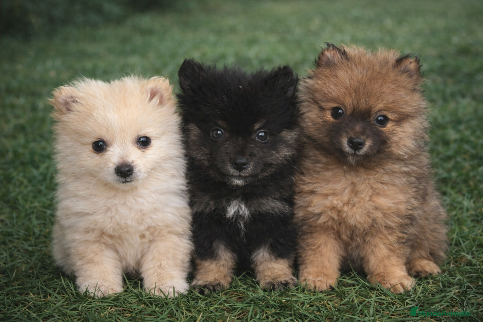 Pomerania perros Pomerania hembra - Anuncio 36