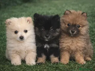 Pomerania perros Pomerania hembra - Anuncio 36