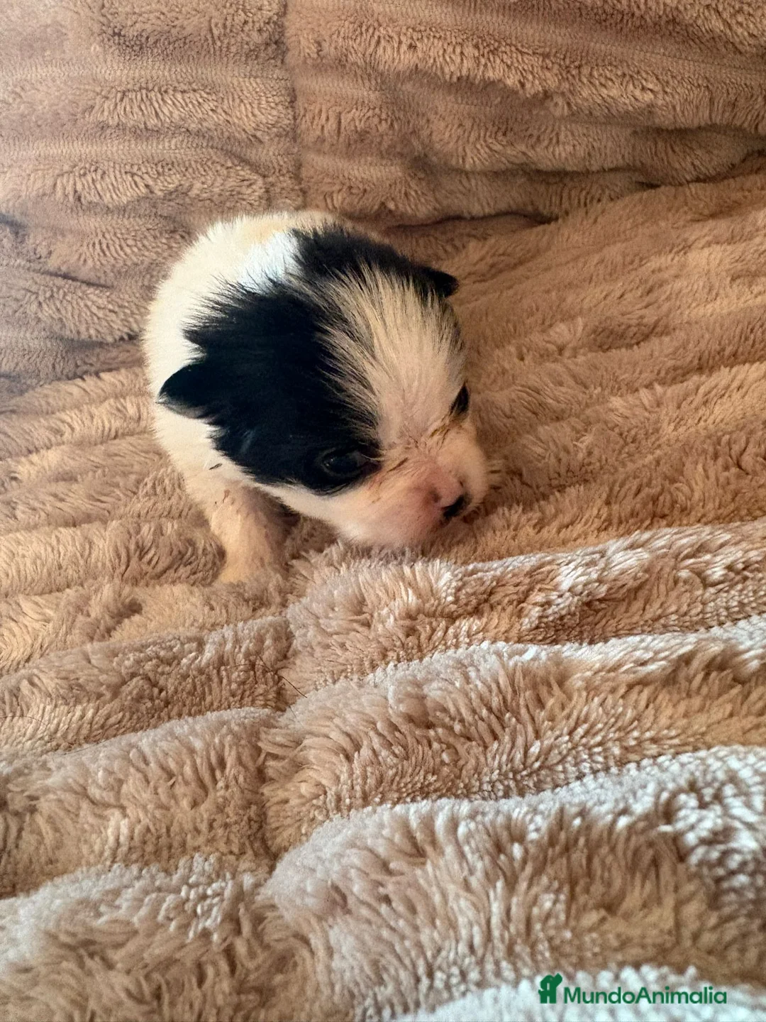 Pomerania perros en venta: Lulu Pomerania macho Party  Pele y Mele son papas  - Anuncio 8