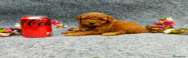 Caniche Toy Cachorro 12