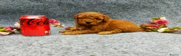 Caniche Toy perros en venta: PRECIOSOS CANICHE  ROJO LINEA TOY - Anuncio 23