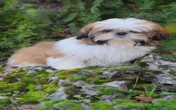 Shih Tzu perros en venta: Shih Tzu de 5 meses disponible !! - Imagen 7