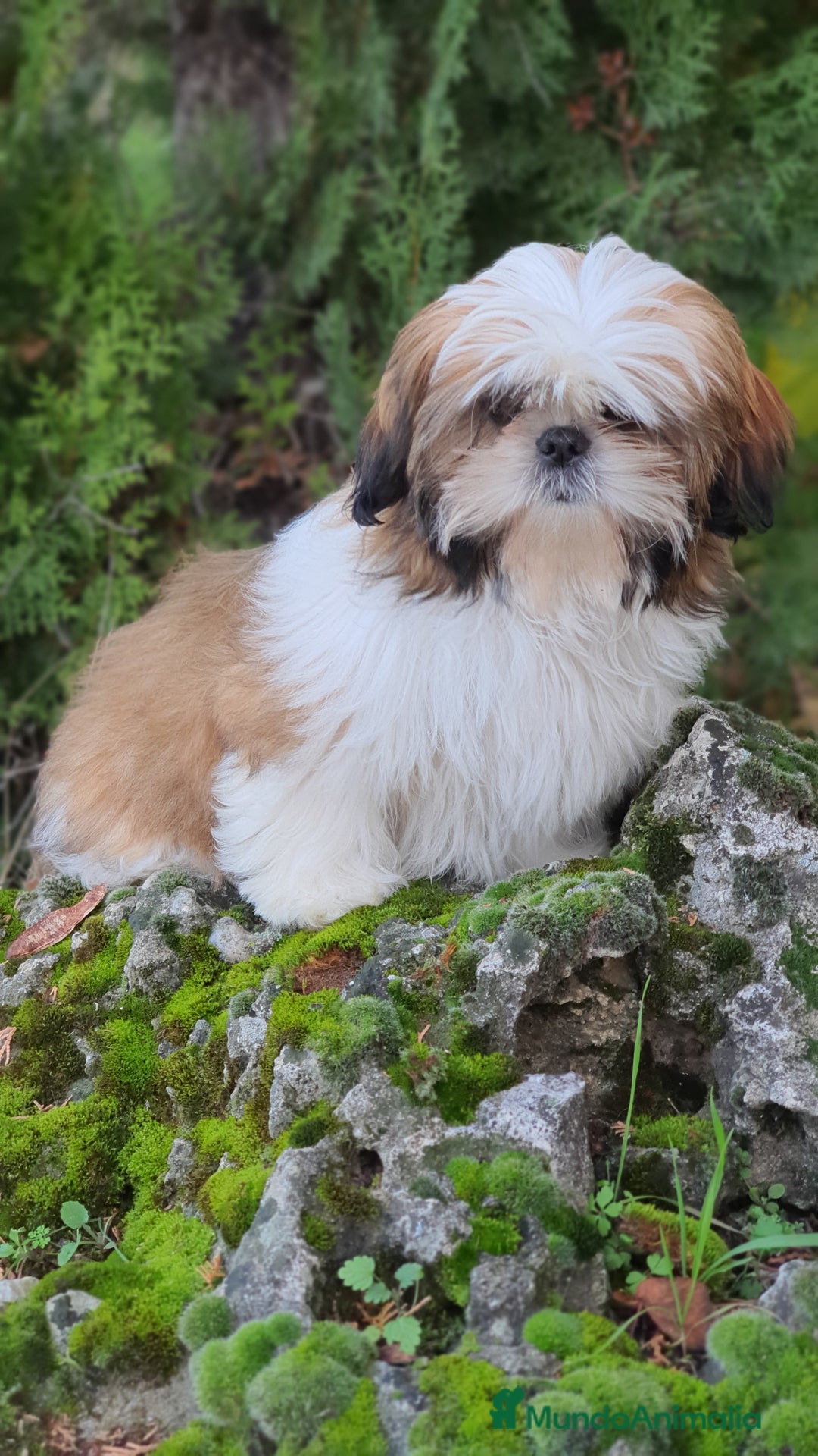 Shih Tzu perros en venta: Shih Tzu de 5 meses disponible !! - Imagen 7