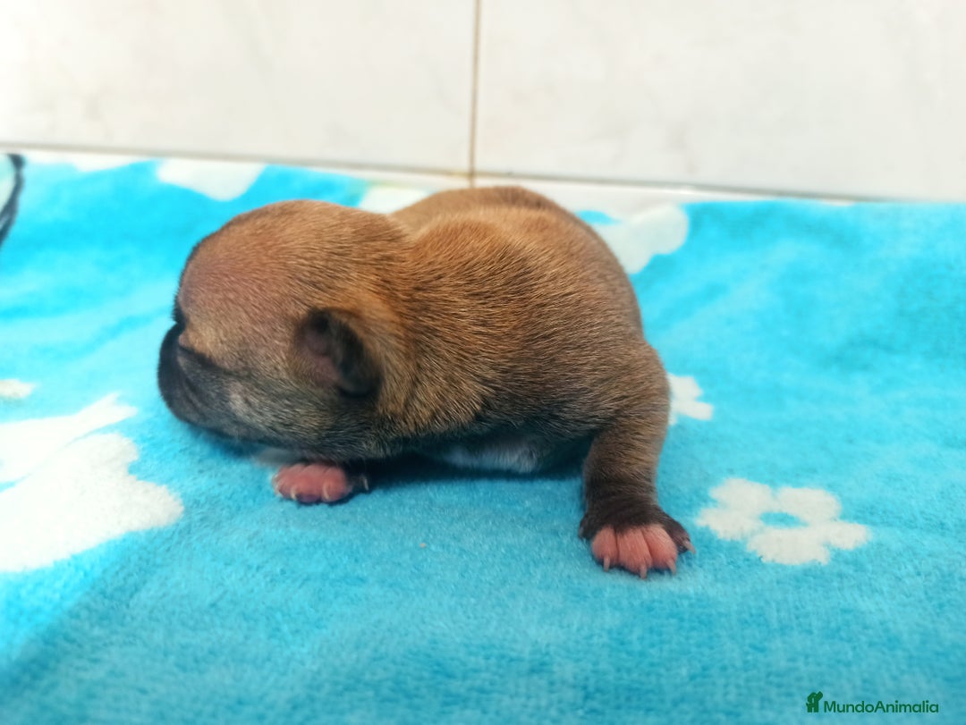 Chihuahua perros en venta: CJIHUAHUAS - Anuncio 6