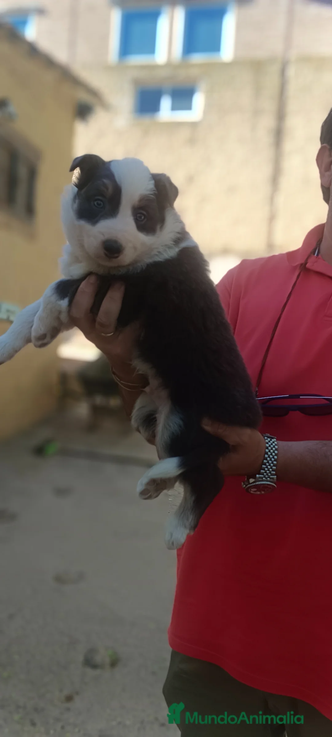 Border Collie perros en venta: Collies  - Anuncio 6