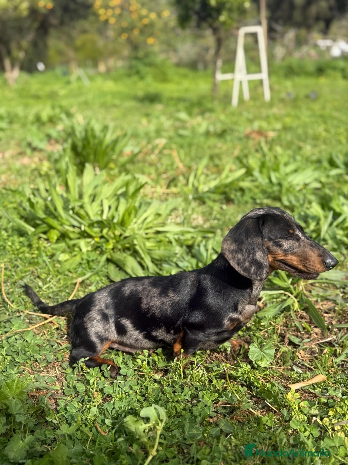 Teckel Miniatura perros para monta: Teckel Arlequín Plata para Montas  - Anuncio 2