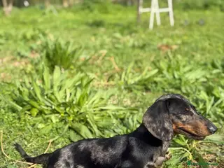 Teckel Miniatura perros para monta: Teckel Arlequín Plata para Montas - Anuncio 2