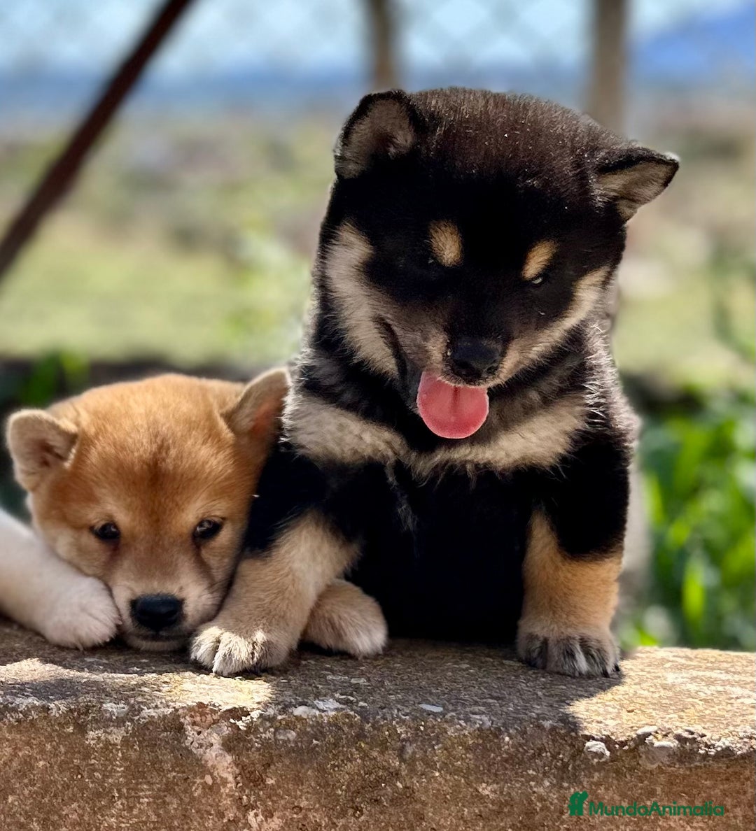 Shiba Inu perros en venta: CAMADA DE SHIBA INU EXCEPCIONAL  - Imagen 2