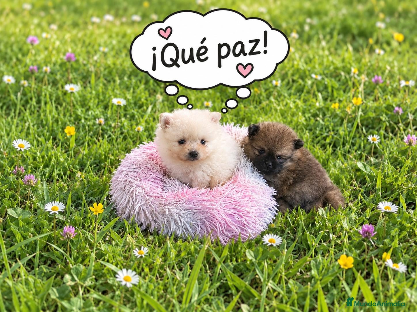 Pomerania perros POMERANIAS HEMBRAS CHIQUITINAS  - Anuncio 16